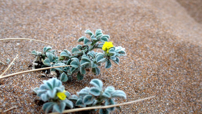 Medicago marina (Fabaceae)